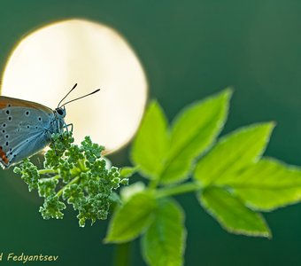 Червонец на рассвете