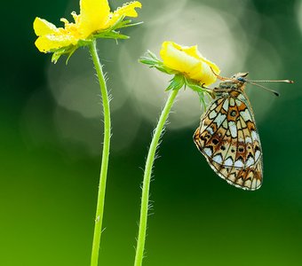 Лютики и Селена