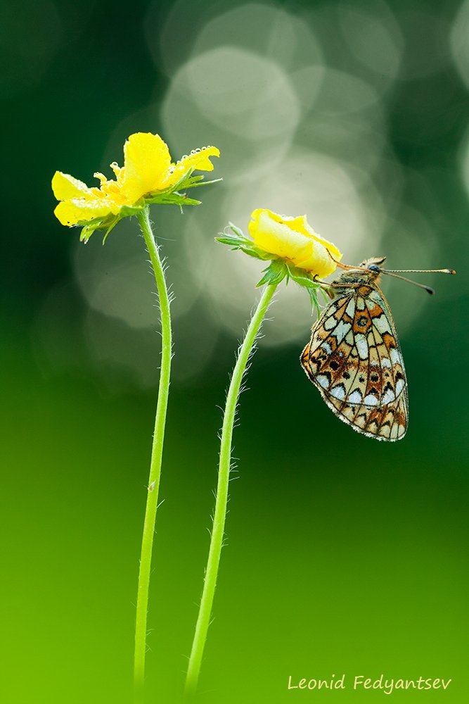 Лютики и Селена