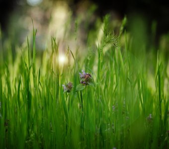 Тихая красота