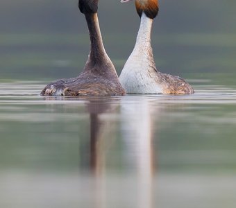 Брачные игры больших поганок