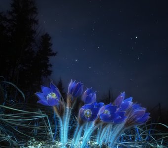 Сияние спящего леса