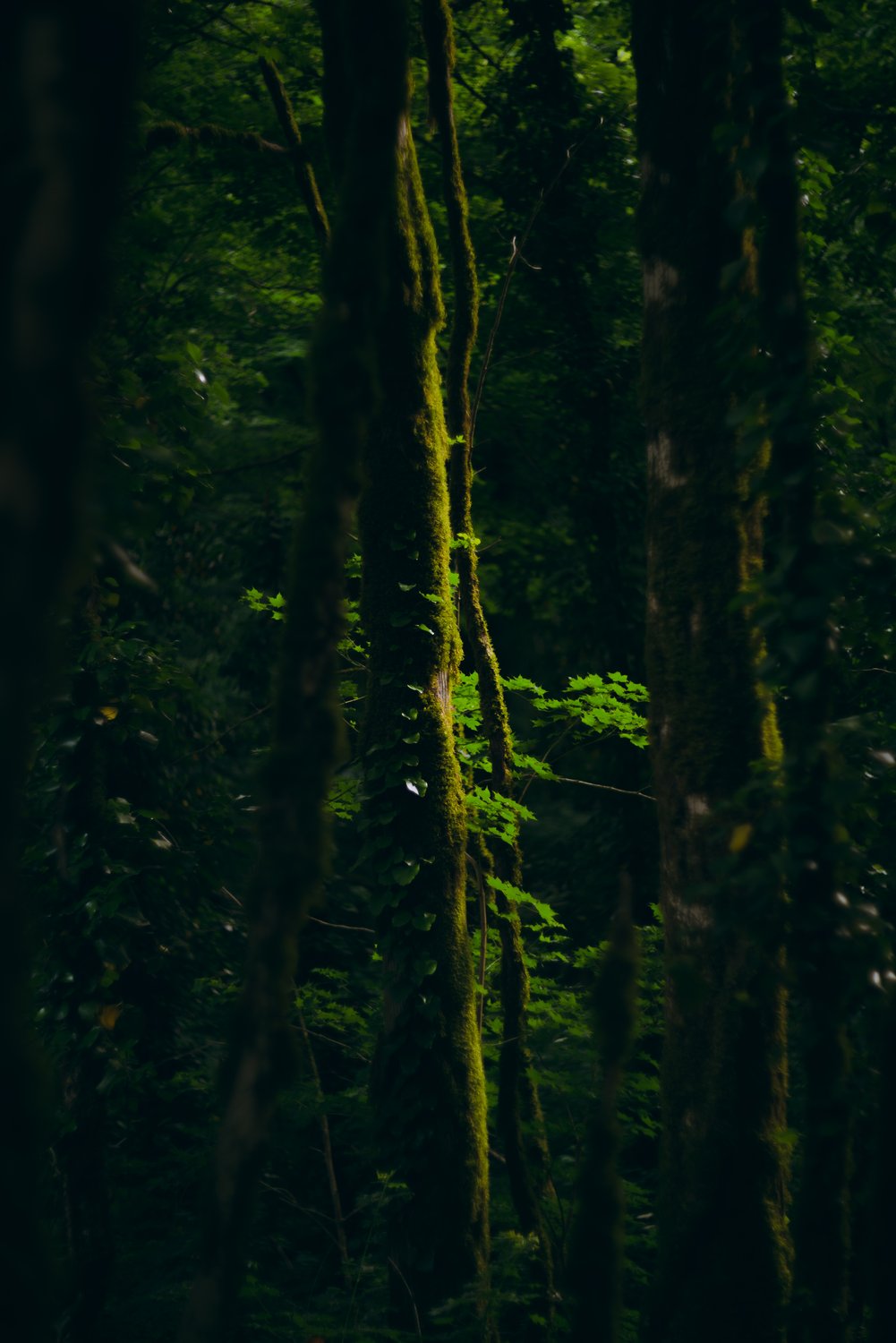 Этюд в зелёных тонах из самшитовой рощи