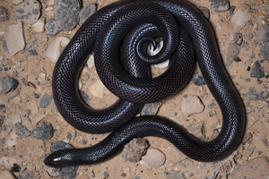 Шпильковые змеи могут кусаться с закрытым ртом