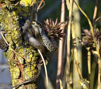В лучах закатного солнца