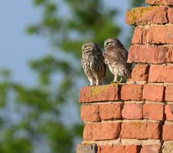 Домовые сычи