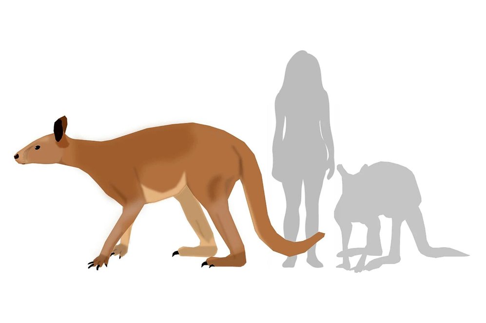 Ученые раскрыли тайну вымирания гигантских кенгуру в Австралии