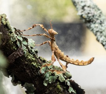 Палочник Маклея или австралийский палочник (Extatosoma tiaratum)