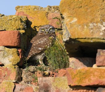 Домовый сыч