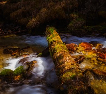 В гости к Лешему