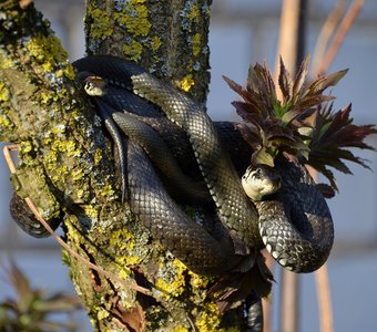 Чем ниже солнце, тем выше змеи