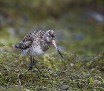 Малый веретенник