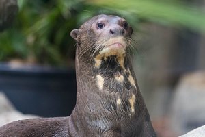 В Московском зоопарке поселились гигантские выдры