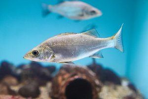 На Луне планируют разводить морских окуней для космонавтов