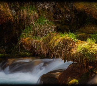 В гости к Лешему