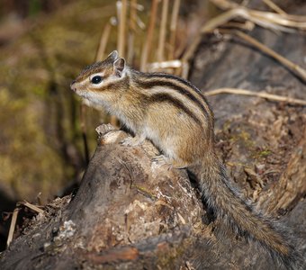 Красота природы: бурундук.