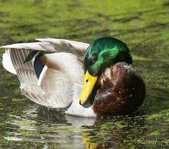 Застенчивый селезень