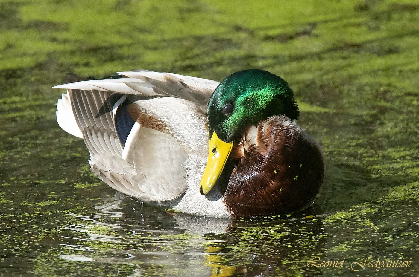 Застенчивый селезень
