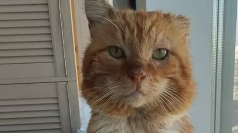 Умер кот Хатико из Дагестана — он семь лет прожил на могиле хозяина