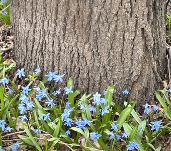 Первоцветы Москвы