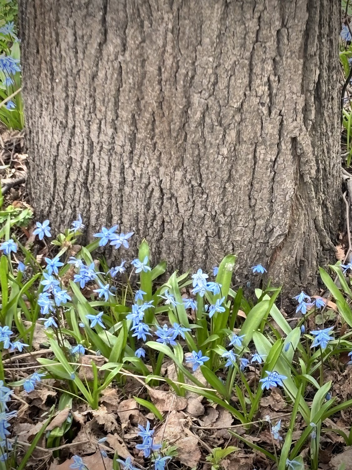 Первоцветы Москвы