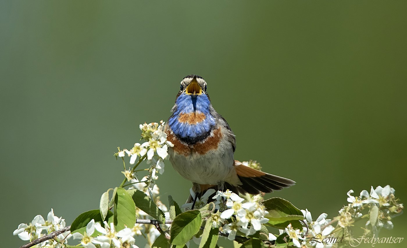 Весенняя песня