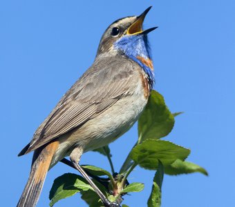 Варакушка поет