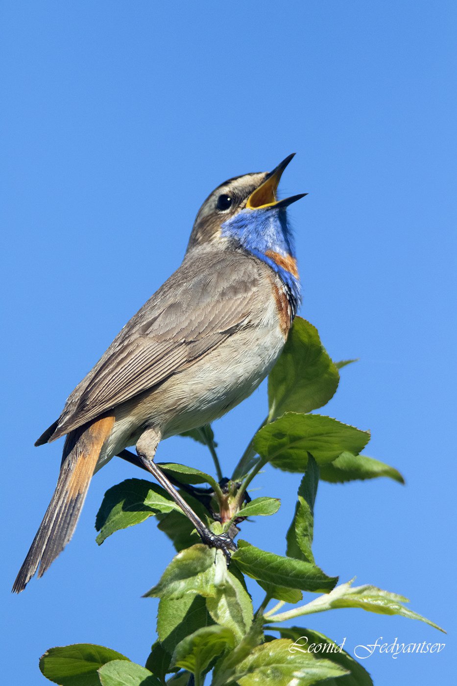 Варакушка поет