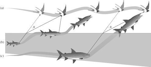 Фото: researchgate.net