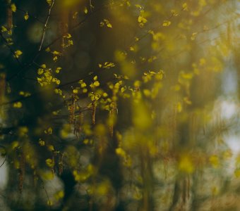 Весенние вибрации