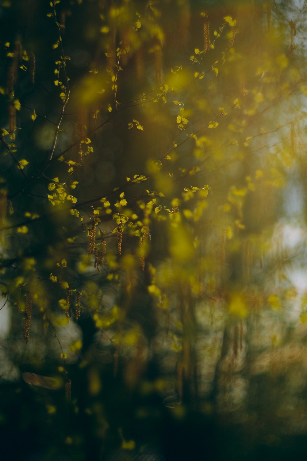 Весенние вибрации