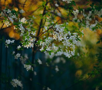 Прогулки по цветущему посёлку