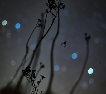 Джиперс Скриперс