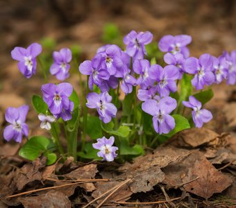 Первые цветы