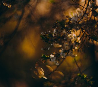 Майский лучик запутался в цветущих ветках