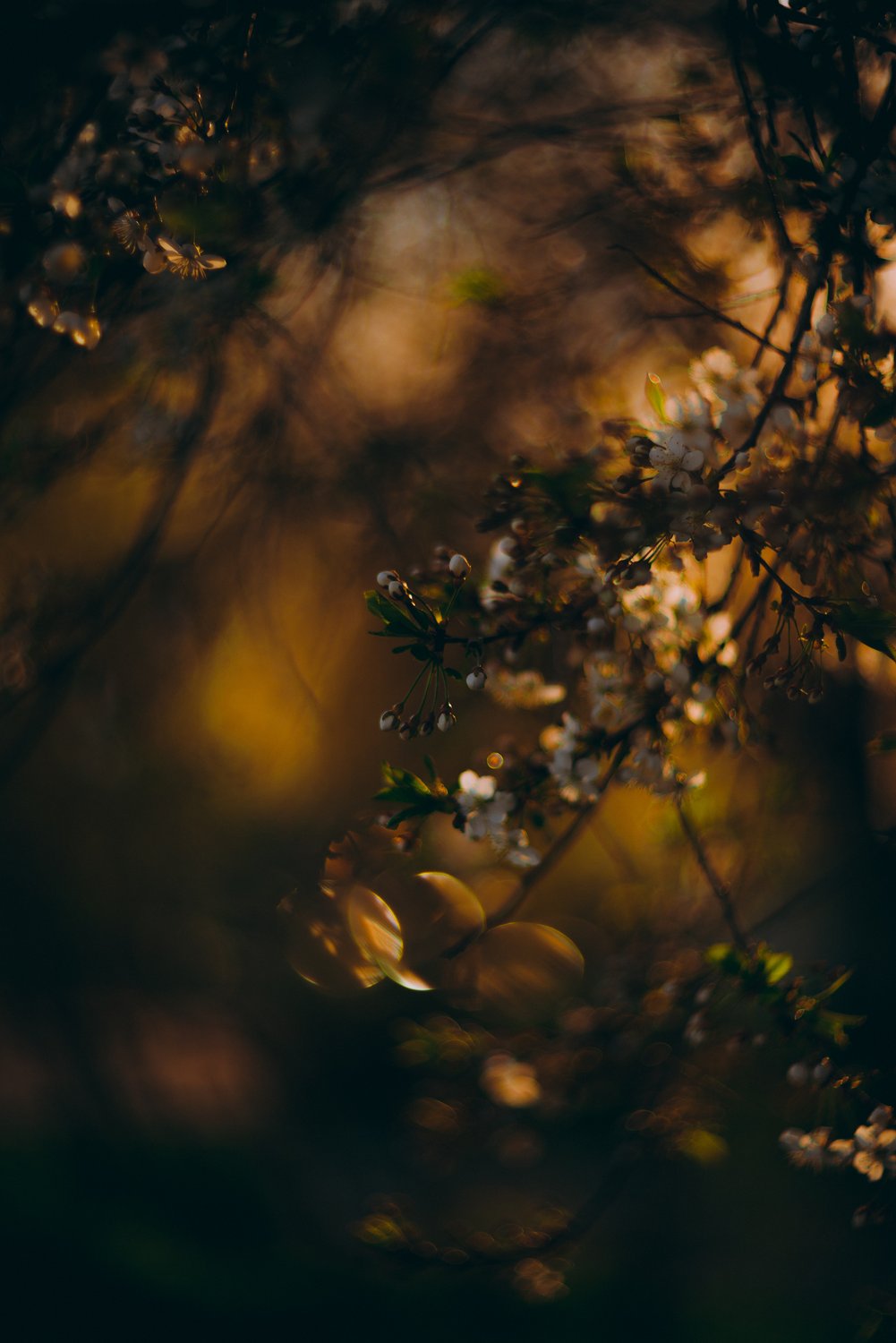 Майский лучик запутался в цветущих ветках