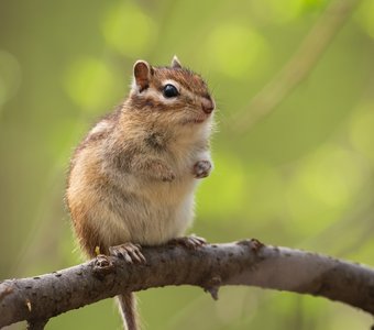 Сибирский бурундук