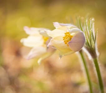 Прострел желтеющий