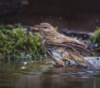 На лесной купальне