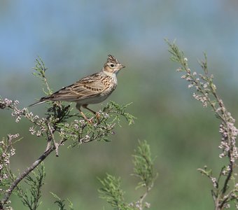 Полевой жаворонок
