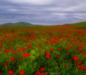 Майская симфония