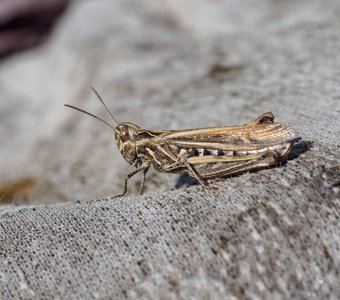 Конёк Chorthippus