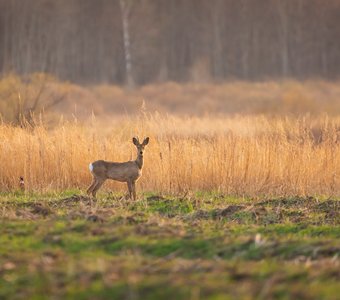 На закате дня