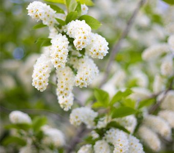 Черёмуха цветёт