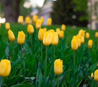Жёлтые тюльпаны