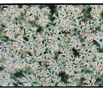 Fujifilm Superia Premium 400