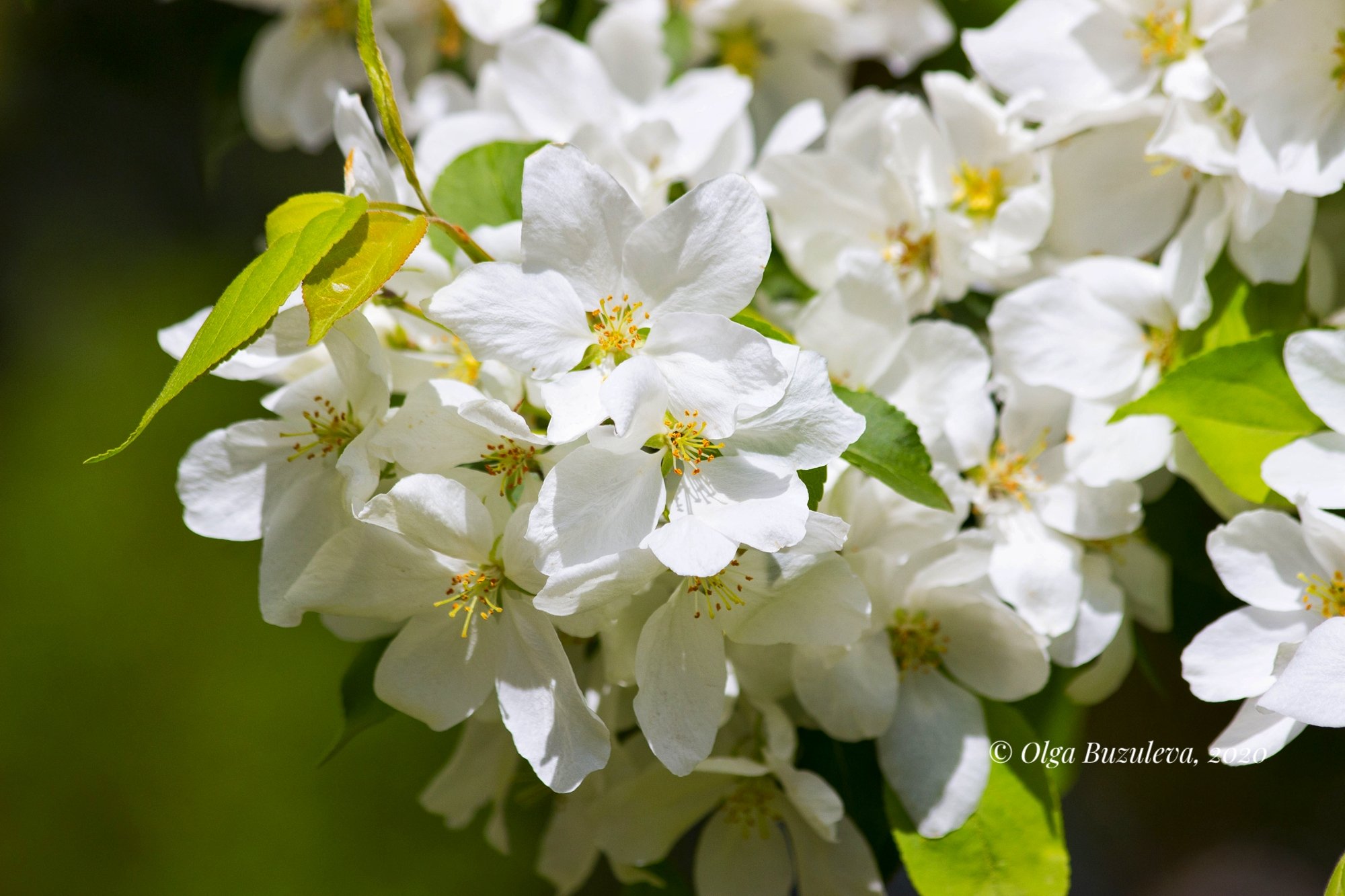 Белые цветы яблони