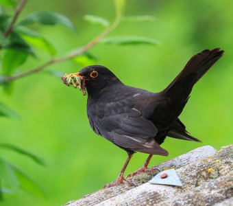 Чёрный дрозд..