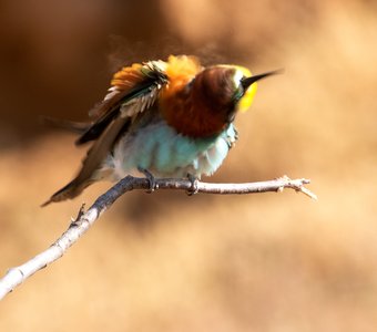 Вот как они норы капают