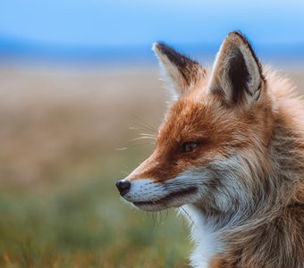 Хозяйка метеостанции // Таганай.